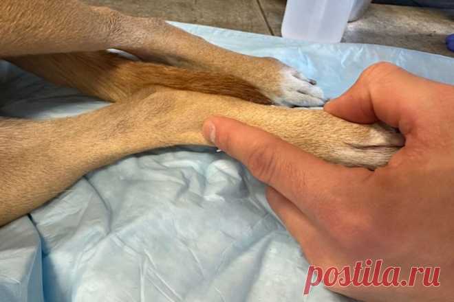 Как измерить пульс у собаки? Норма и отклонения | Dog Breeds | Дзен