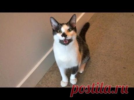 8 signs your cat is actually a dog