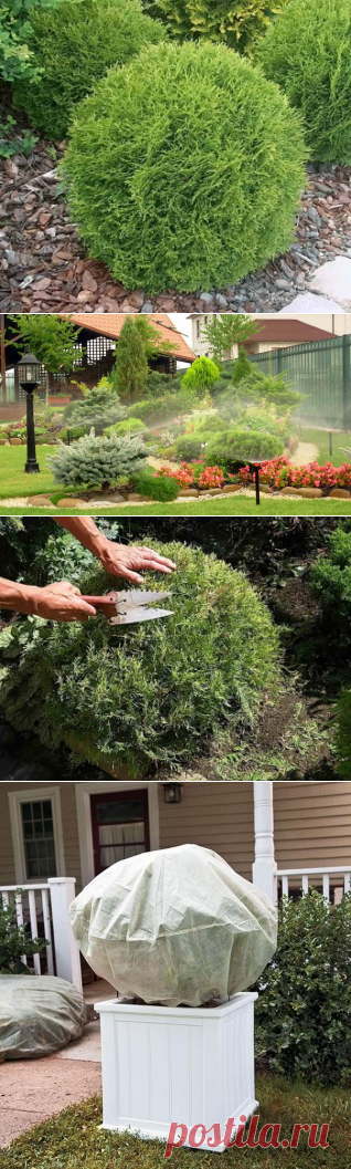 Уход за туей: от полива до зимнего укрытия | Дача - впрок