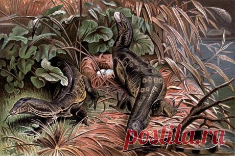 Файл:Варан спасатель (иллюстрация).jpg — Википедия