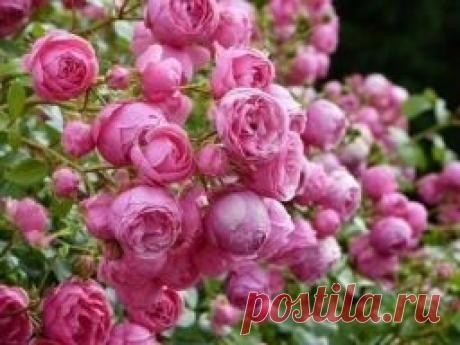Роза Помпонелла - Садоводка