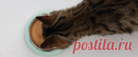 Как предотвратить самую опасную болезнь для кошек? | amestore.ru | Дзен