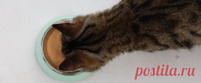 Как предотвратить самую опасную болезнь для кошек? | amestore.ru | Дзен