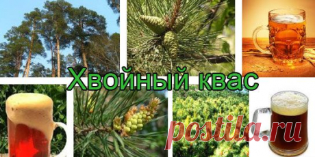 Хвойный квас - средство от старости