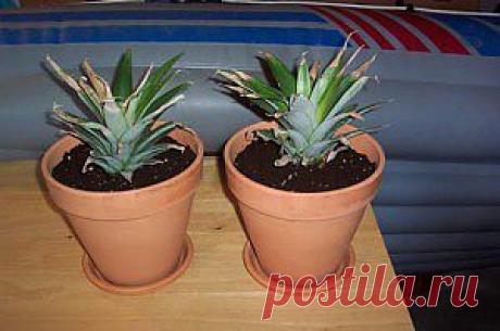 цитата Fleure_de_Paris : Как вырастить ананас из купленного в магазине плода (20:09 23-12-2013) [4827638/304667021] - list.ru71@list.ru - Почта Mail.Ru