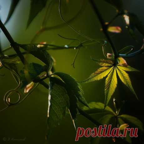 Буйный нрав...