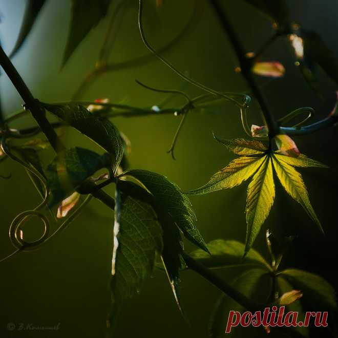 Буйный нрав...