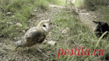 Google+