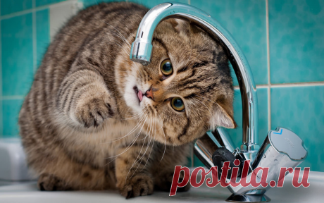 Вода из-за котов совсем оробела и даже боится нос высунуть из крана (+ 10 смешных фото)  ===============================================
==============
В Китае есть кот, который настолько привык к воде, что даже не боится из нее пить.
Он не только пьет из крана, но и купается в нем.
Его хозяйка говорит, что он совсем не брезгливый, и за свою жизнь он даже ни разу не помыл лапки.
И это несмотря на то, что у него есть собственный туалет.
А еще он любит воду.
Она его ласкает и гладит.
Вода очень …