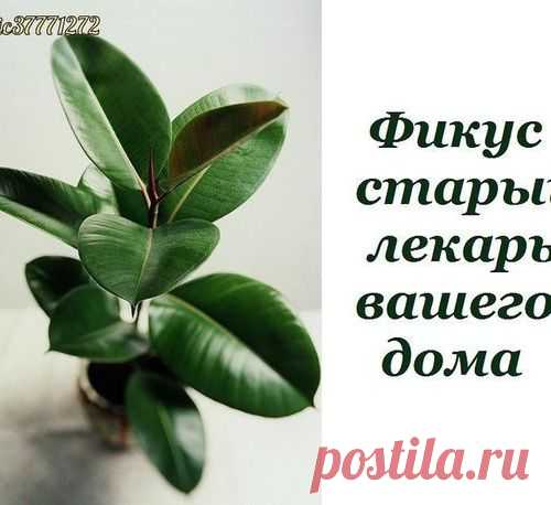 Фикус - старый лекарь вашего дома