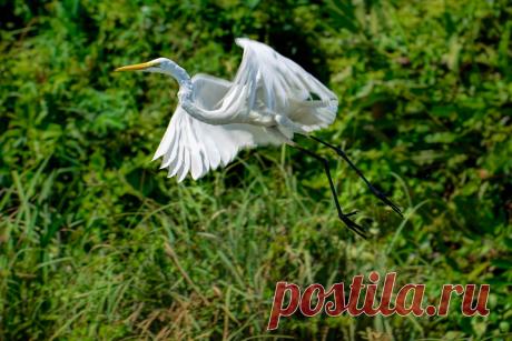 Средняя белая цапля — National Geographic Россия Птицы Индии Средняя белая цапля (Intermediate Egret)&nbsp;&mdash; имеет абсолютно белое оперение, желтоватый клюв, а&nbsp;в&nbsp;гнездовой период отличается черной окраской ног. Что интересно, самцов и&nbsp;самок отличить практически невозможно. Птичьи пары у&nbsp;них существуют недолго. Еще интересный факт&nbsp;&mdash; самец и&nbsp;самка в&nbsp;равной степени принимают участие в&nbsp;высиживании птенцов.