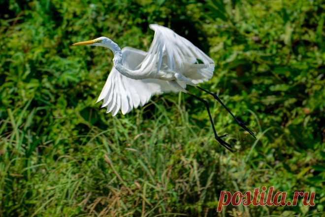 Средняя белая цапля — National Geographic Россия Птицы Индии Средняя белая цапля (Intermediate Egret) — имеет абсолютно белое оперение, желтоватый клюв, а в гнездовой период отличается черной окраской ног. Что интересно, самцов и самок отличить практически невозможно. Птичьи пары у них существуют недолго. Еще интересный факт — самец и самка в равной степени принимают участие в высиживании птенцов.