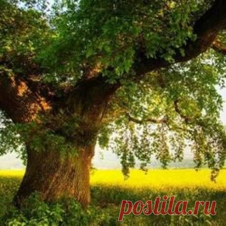 Сила деревьев