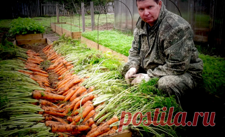 Соседка посоветовала соленую подкормку для моркови. Результат появился через 3 дня | #БлогМинаевых | Яндекс Дзен