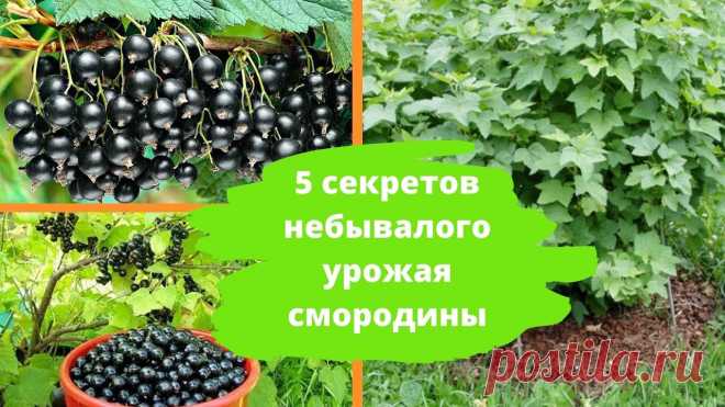 5 секретов небывалого урожая смородины