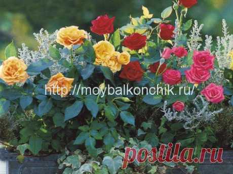 Как выращивать карликовые розы на балконе?