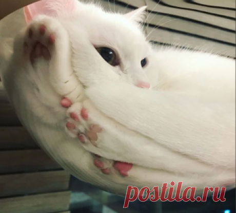 Фотографии милых животных, которые работают не хуже, чем антидепрессанты Осенью так хочется тепла и уюта, но мрачная погода не оставляет нам другого выбора, чем загрустить. Но мы призываем вас не поддаваться печали, а напротив веселеть себя всеми возможными способами. Имен...