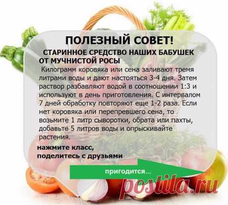 УЗЕЛОК НА ПАМЯТЬ. Огородникам