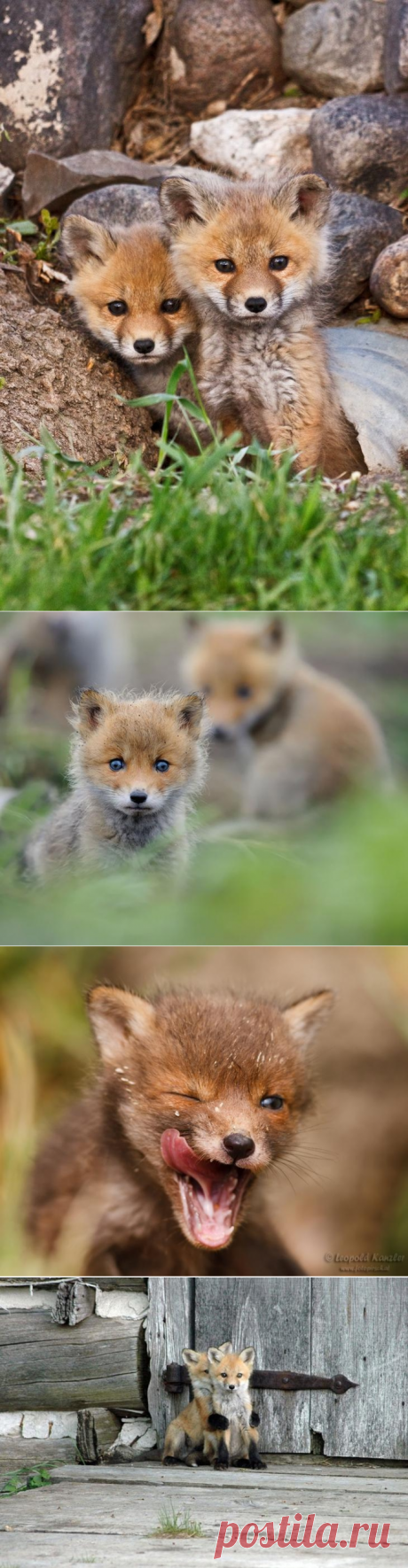Лисята, которые выглядят как плюшевые игрушки