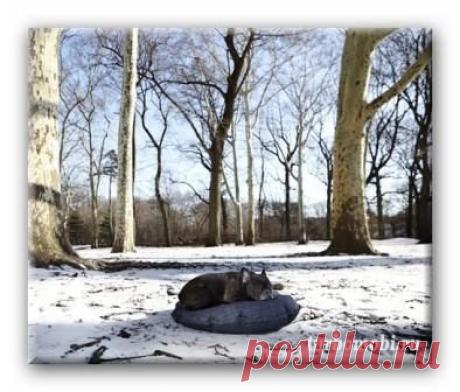 DEN – Do Good Dog Beds — уютное и комфортное место для сна домашнего любимца | Мобильные новости.