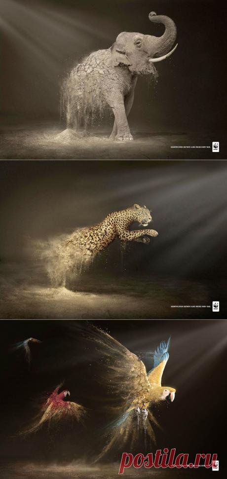 ФотоТелеграф » Животные и засуха