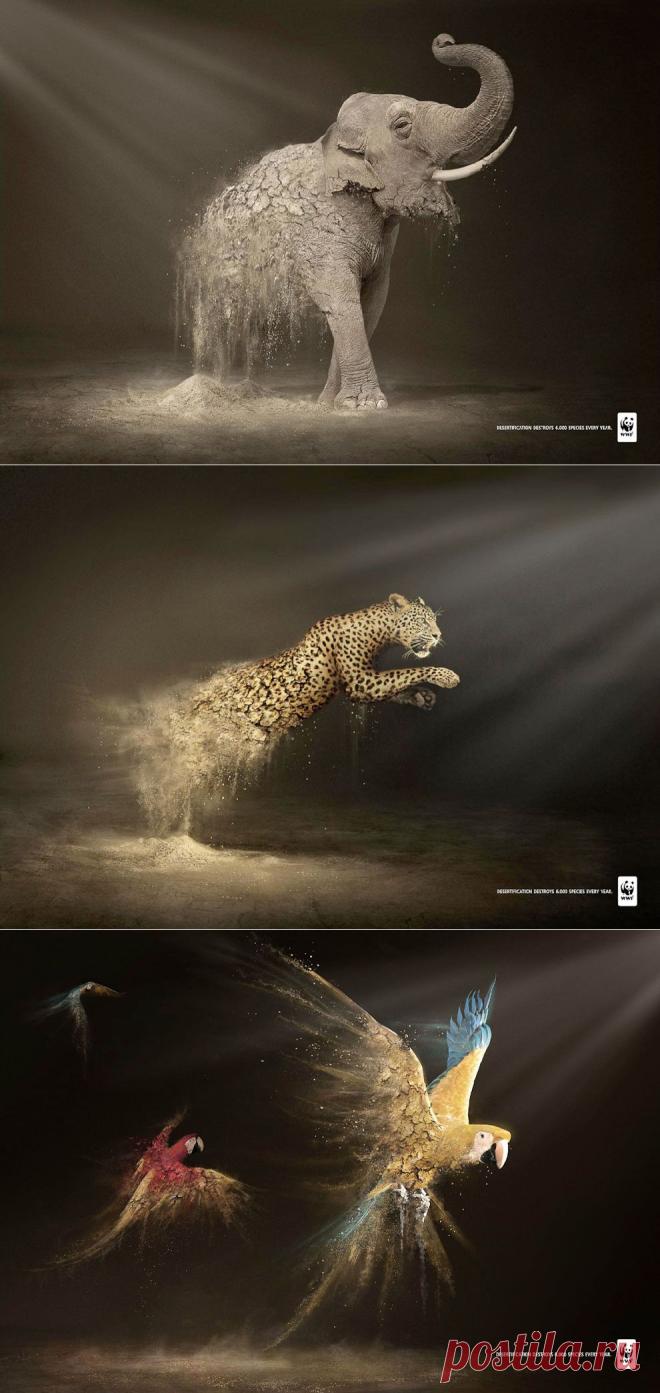 ФотоТелеграф » Животные и засуха