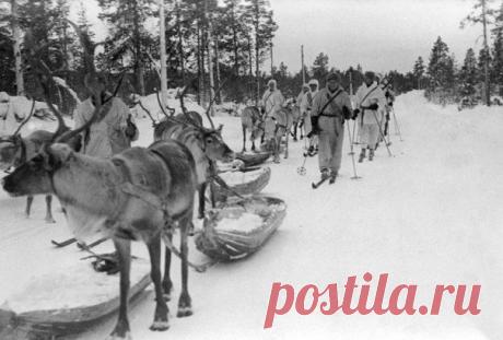 На фото - финское вундерваффе Зимней войны - лыжники и оленьи упряжки. | Наша Мировая История