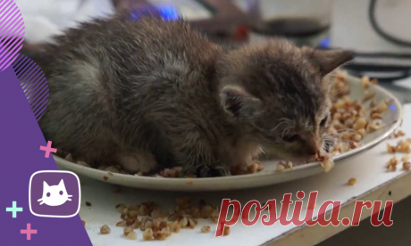 😺Какие продукты можно и нужно давать кошке | Нос, хвост, лапы | Яндекс Дзен