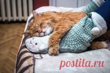 Кошка может выбирать место у ног из-за чувства безопасности, тепла и возможности быстро уйти.