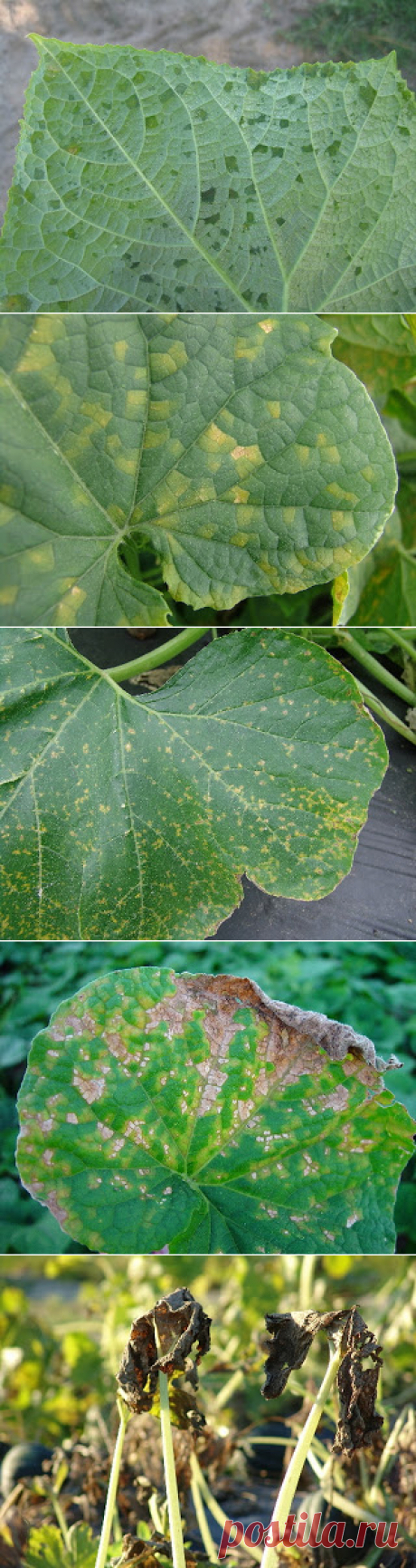 Вкусный Огород: Желтеют листья огурцов, что делать?