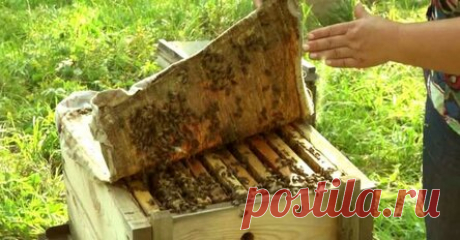 Как я победила межпозвоночную грыжу: прополисный холстик при грыже и протрузиях