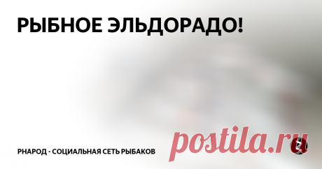 РЫБНОЕ ЭЛЬДОРАДО! 
Первый заброс и на другом конце провода)) вернее шнура трель-звонит окунь)) на вываживании его ни с кем не перепутать.
И тут началось...