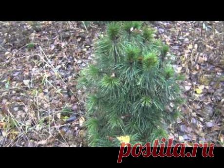 Кедр. Японцы говорят: "Зачем русским лекарства когда у них есть кедровые орешки."