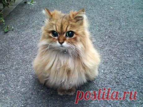 Главное - правильно выбрать ракурс