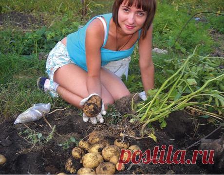 Советы по выращиванию картофеля - Советы дачникам - Женский Мир