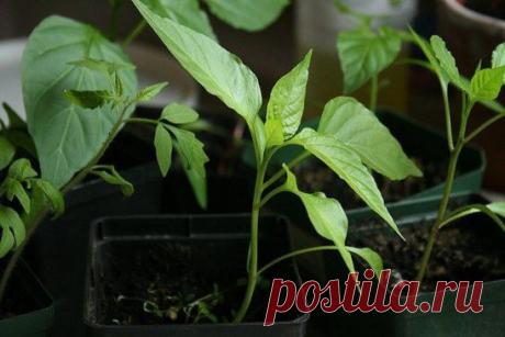 (48) Одноклассники