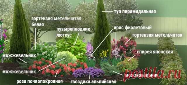 Клумбы непрерывного цветения – схемы с описанием цветов | Цветники и клумбы (Огород.ru)