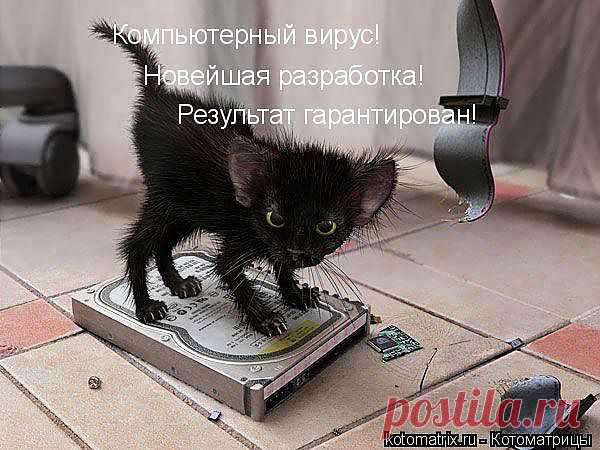 Котоматрица: Лучшие за всё время