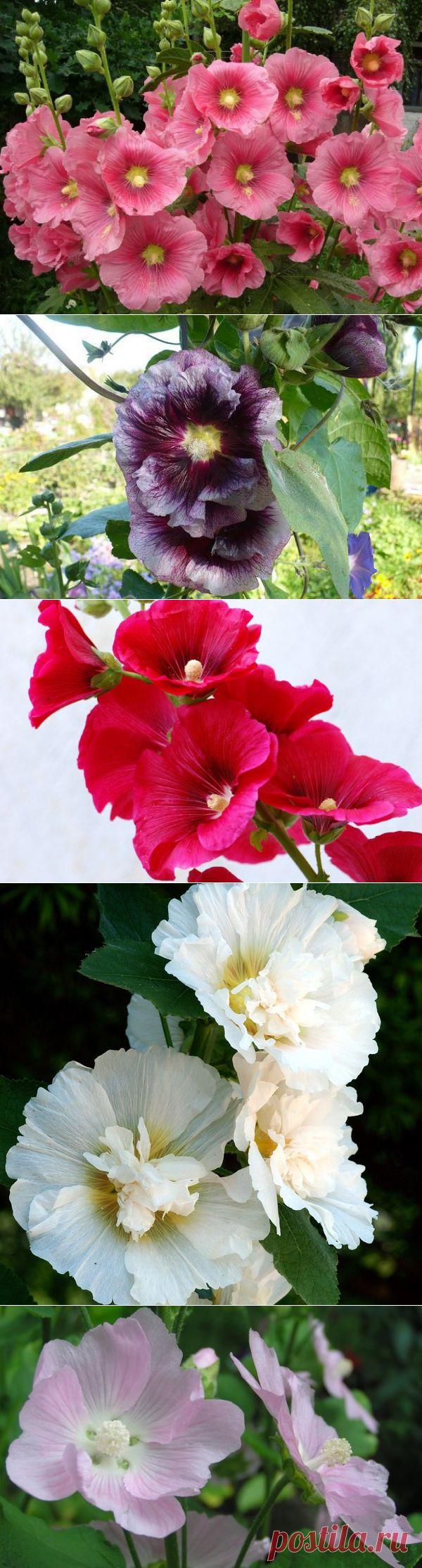 Мальва: посадка и уход. Виды и сорта мальвы - Женский журнал LadySpecial.ru : специально для женщин