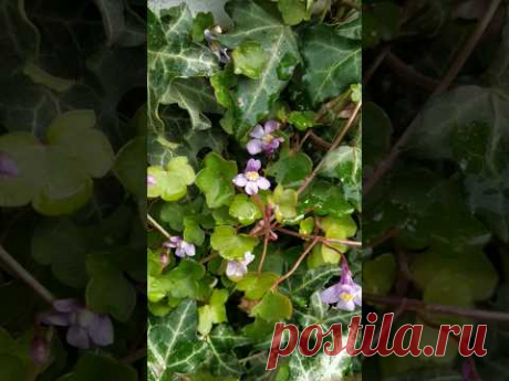 красота вокруг #сад #лес