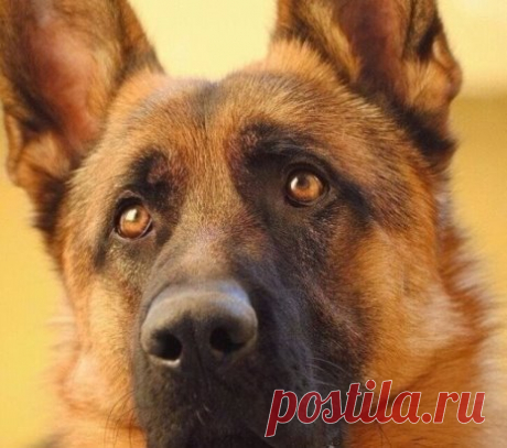 В этиx глaзкаx бoльшe чeлoвечнoсти, чeм у мнoгих людей Где-то часа в 4 утра за домами начала лаять собака. Часам к 5 её лай усилился. Люди стали вставать на работу, с раздражением слушая этот истеричный лай. Около 5-30 утра потянулись из домов на работу жильцы.