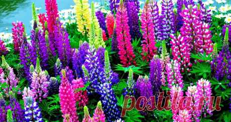 1361269543_lupin1.jpg (1286×680)