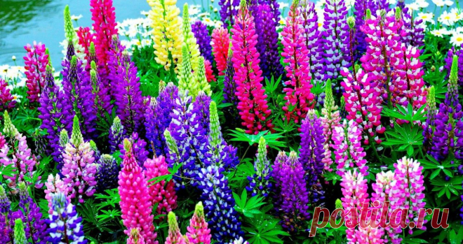 1361269543_lupin1.jpg (1286×680)