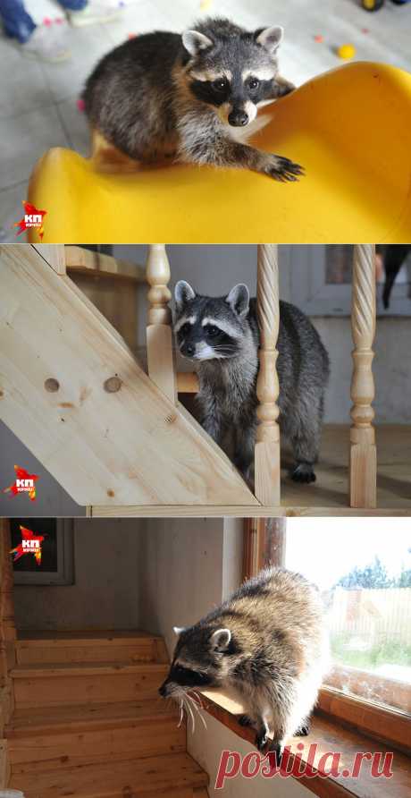 Потому, потому что мы еноты