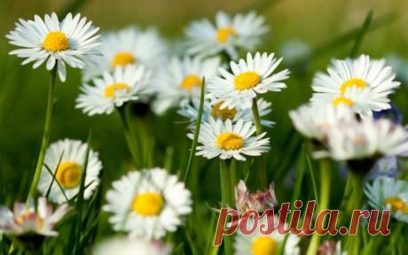 Лунный календарь на июнь 2016. Календарь работ садовода и огородника - Ботаничка.ru