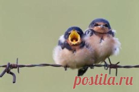 Baby Swallows