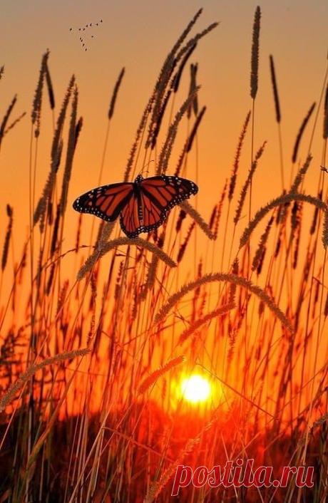 Sunset | Sunrise/Sunset