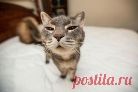 13 причин завести кошку, если у вас её ещё нет. Ну, или ещё одну, если есть | Пропорции счастья