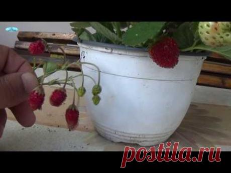 ВЫРАЩИВАНИЕ ЗЕМЛЯНИКИ ЗИМОЙ.