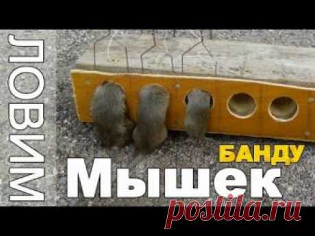 Мышеловки своими руками - обзор эффективных ловушек